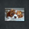 OUR COLLECTION - NATURE - A Sleepy Puppy