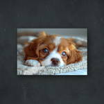 OUR COLLECTION - NATURE - A Sleepy Puppy